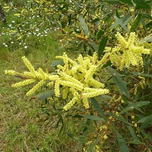 Acacia longifolia