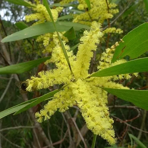 Acacia longifolia