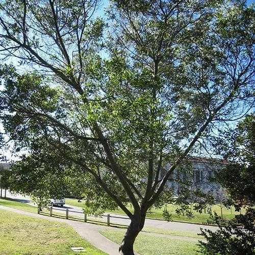 Acacia longifolia