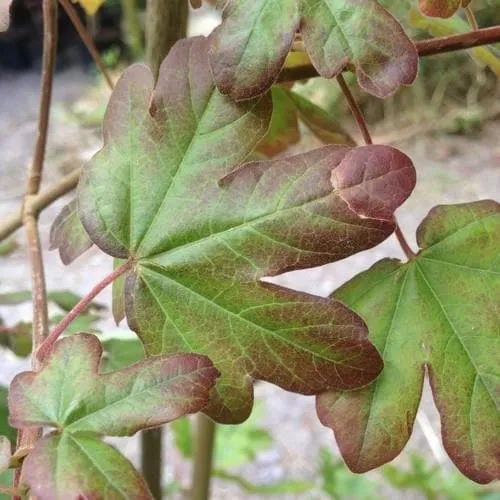 Acer campestre Red Shine