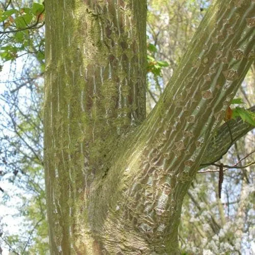 Acer capillipes - Snakebark Maple