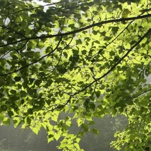 Acer capillipes - Snakebark Maple