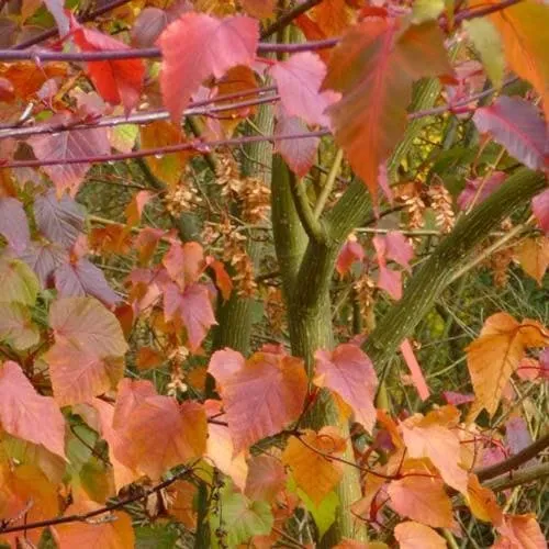 Acer davidii - Snakebark Maple