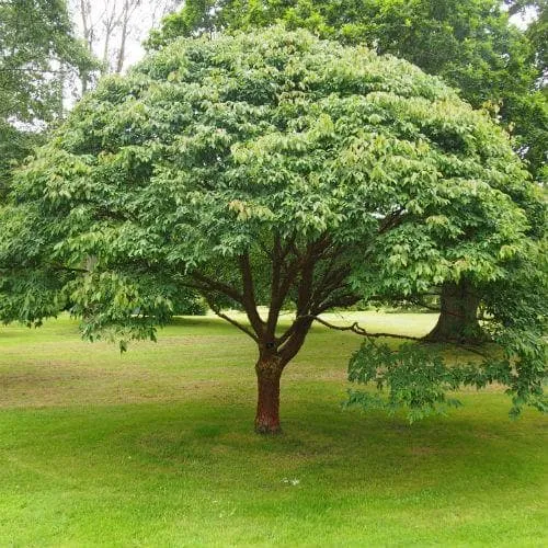 Acer griseum - Paperbark Maple