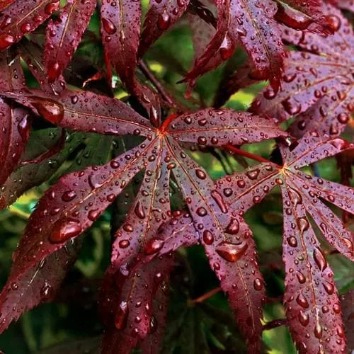 Acer palmatum Bloodgood