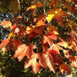 Acer platanoides Crimson King