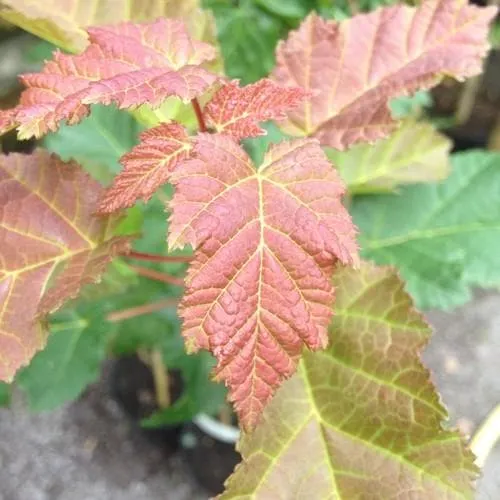 Acer tataricum ginnala - Amur Maple