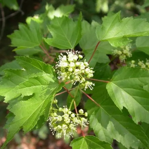 Acer tataricum ginnala - Amur Maple