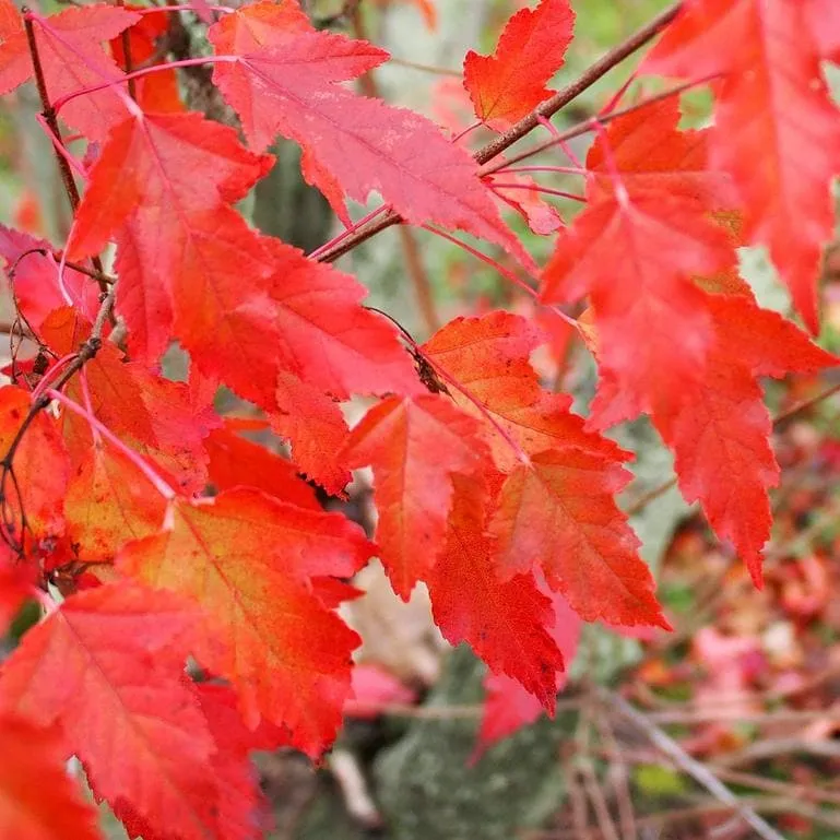 Acer tataricum ginnala - Amur Maple