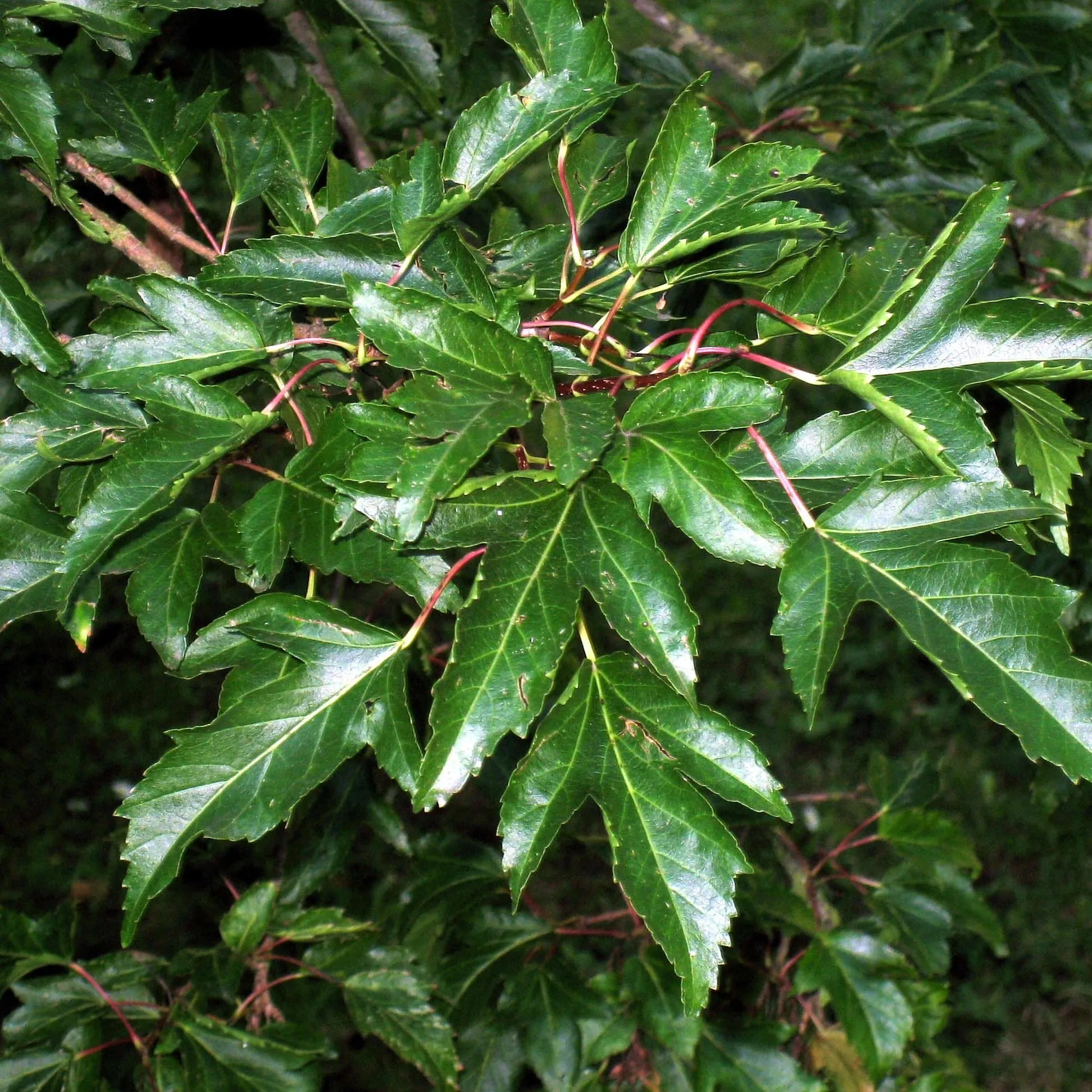 Acer tataricum ginnala - Amur Maple