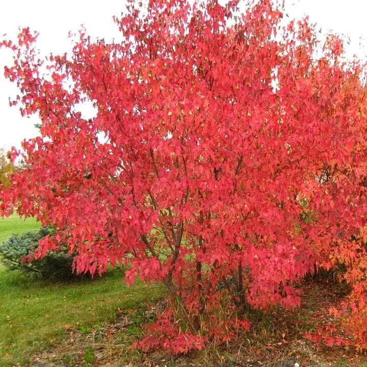 Acer tataricum ginnala - Amur Maple