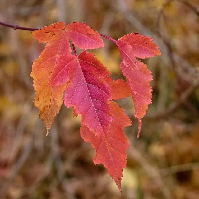 Acer tataricum ginnala - Amur Maple