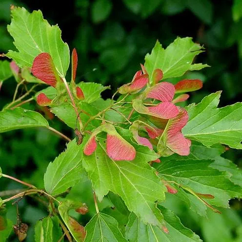 Acer tataricum ginnala - Amur Maple