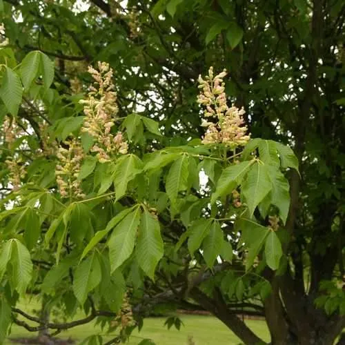 Aesculus x arnoldiana