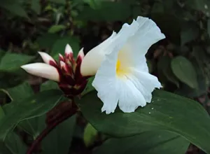 Aiden Gardens Rare Cheilocostus speciosus Crepe Ginger Ornamental Indoor plant 1 live plant on pot