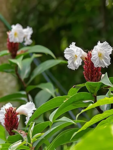 Aiden Gardens Rare Cheilocostus speciosus Crepe Ginger Ornamental Indoor plant 1 live plant on pot