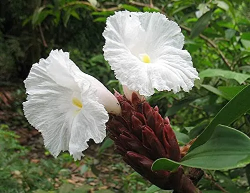 Aiden Gardens Rare Cheilocostus speciosus Crepe Ginger Ornamental Indoor plant 1 live plant on pot