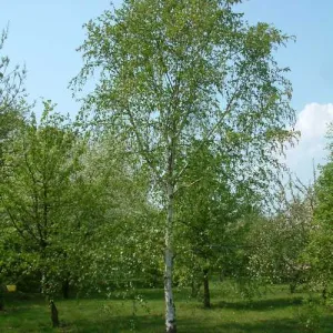 Betula utilis Jaquemontii - White Himalayan Birch