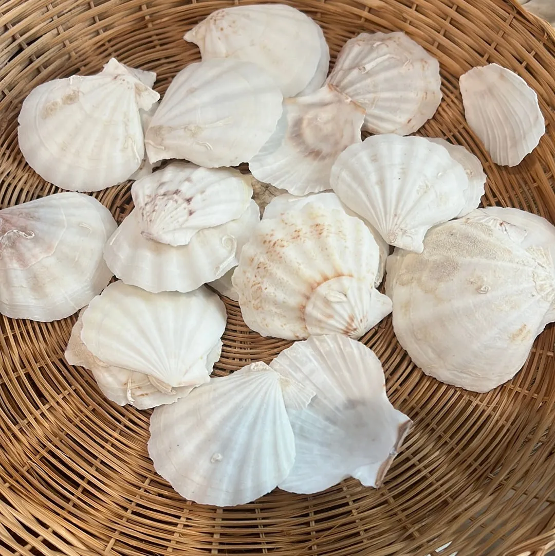 Bulk Bags of Assorted White Scallop Shells