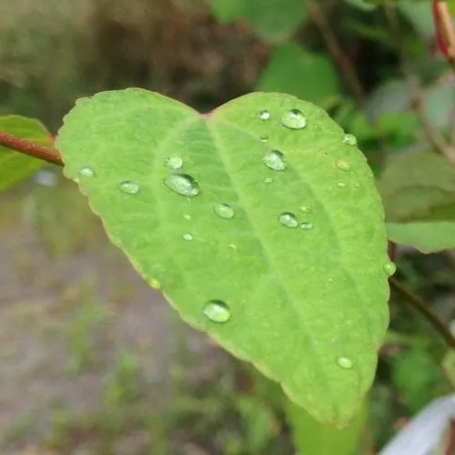 Cercidiphyllum japonicum