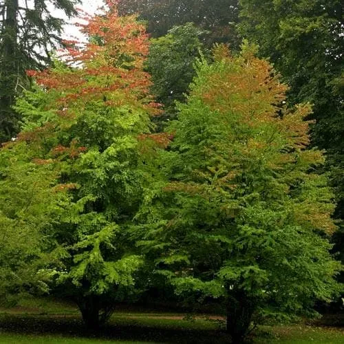 Cercidiphyllum japonicum