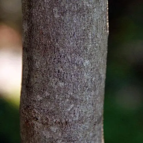 Cercis canadensis Forest Pansy