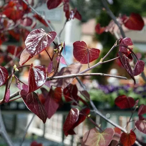 Cercis canadensis Forest Pansy