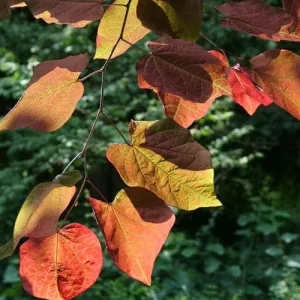 Cercis canadensis Forest Pansy