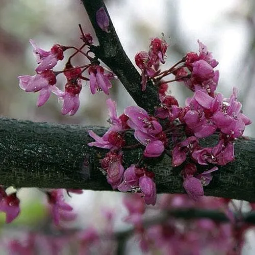 Cercis canadensis Forest Pansy