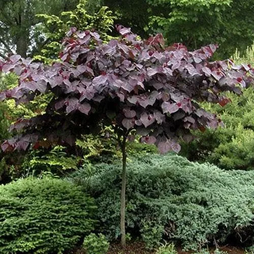 Cercis canadensis Forest Pansy