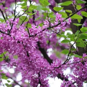 Cercis siliquastrum