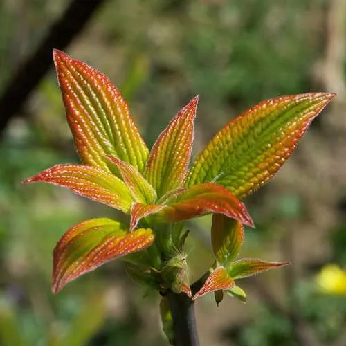 Cornus alternifolia Golden Shadows