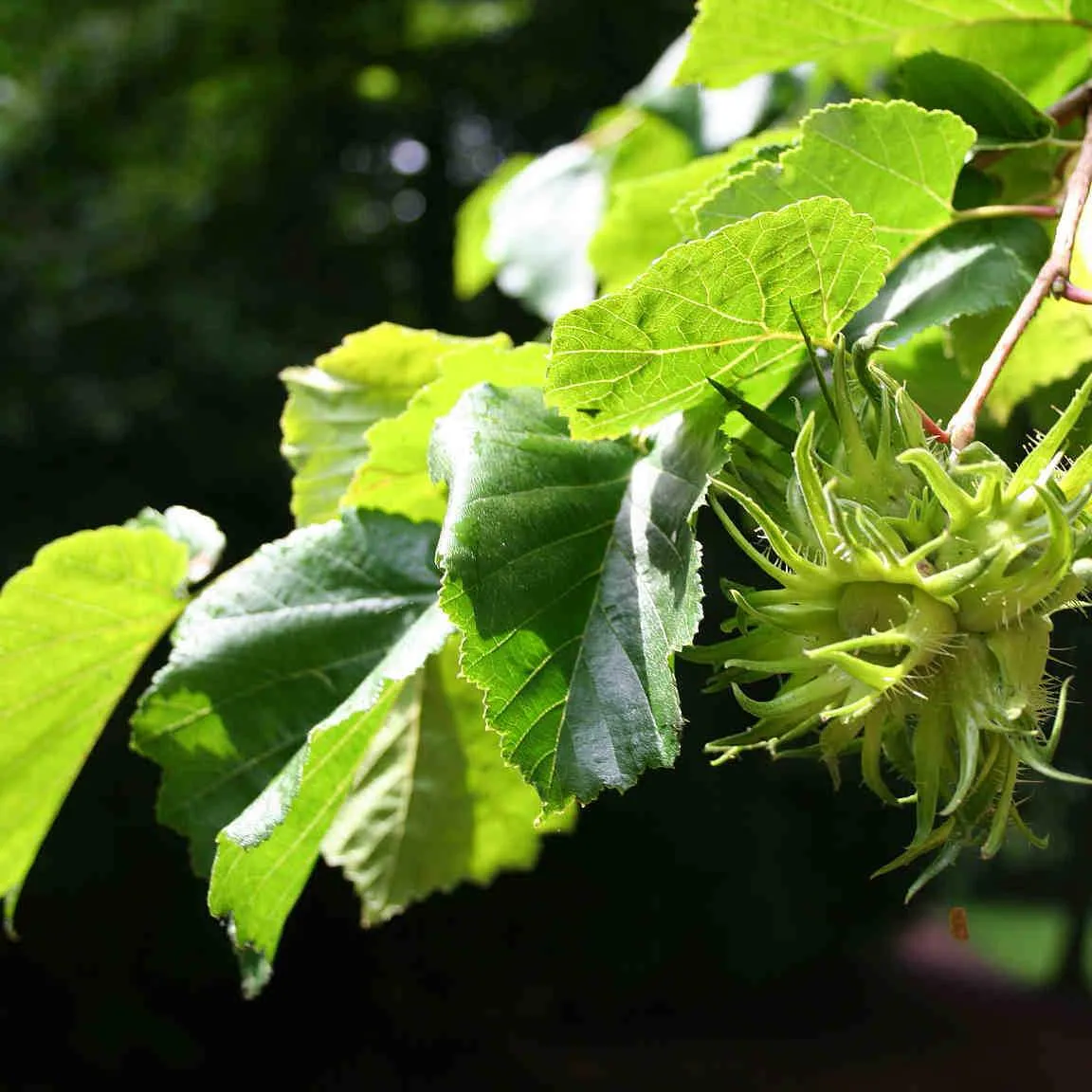 Corylus colurna - Turkish Hazel