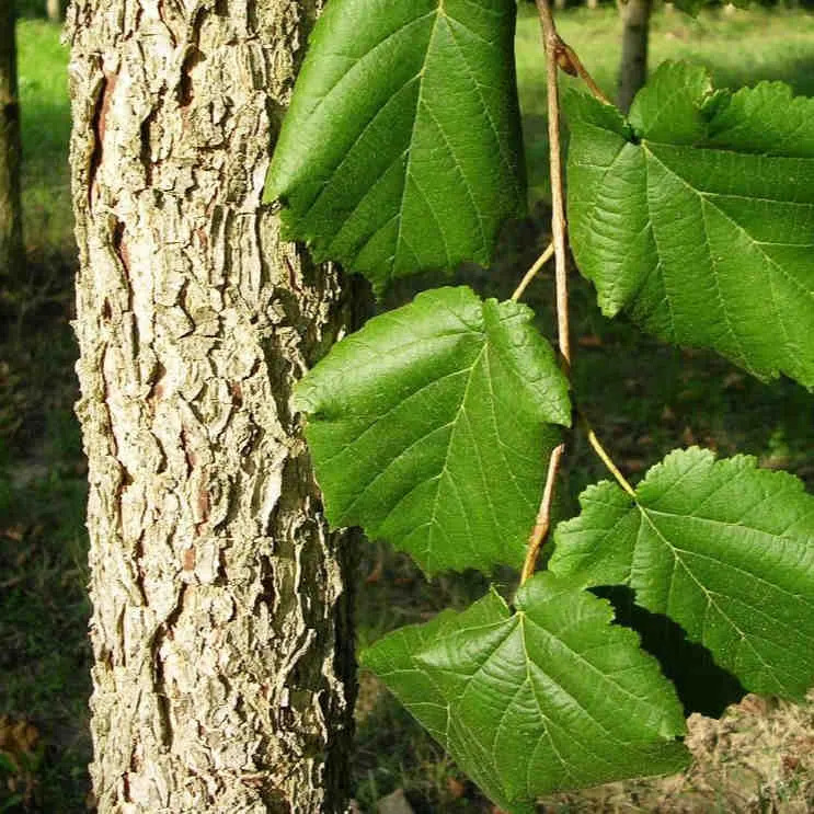 Corylus colurna - Turkish Hazel