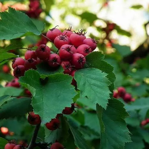 Crataegus pedicellata