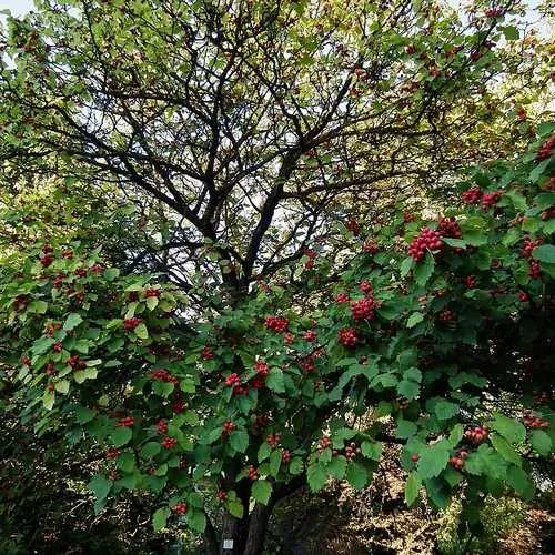 Crataegus pedicellata