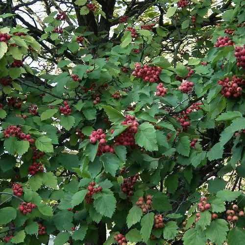 Crataegus pedicellata