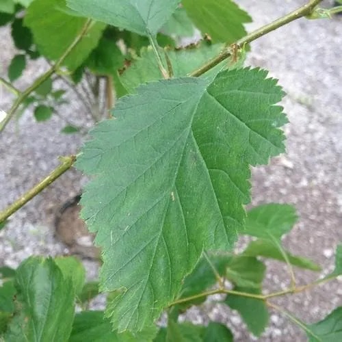 Crataegus pedicellata