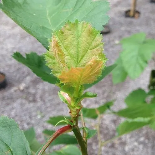 Crataegus pedicellata