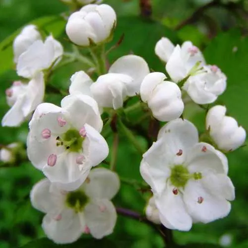 Crataegus pedicellata