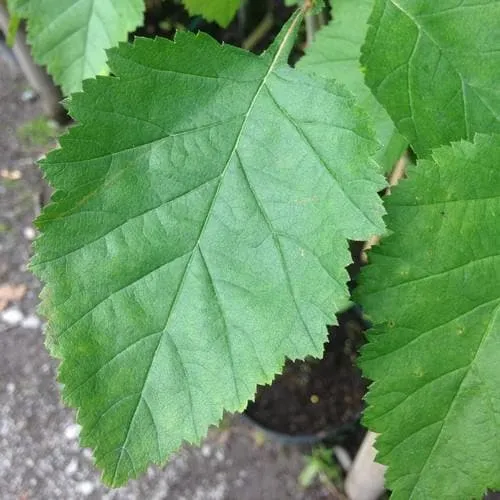 Crataegus pedicellata