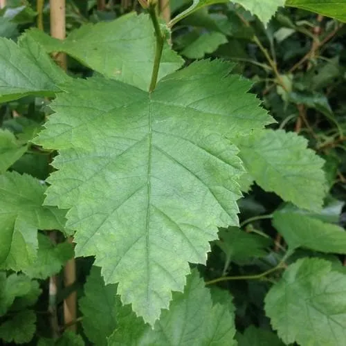 Crataegus pedicellata