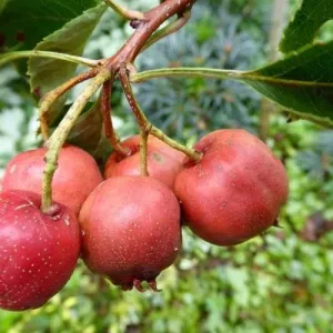 Crataegus pinnatifida Big Ball