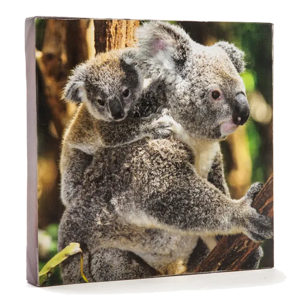 koala & Baby Cavnas Art