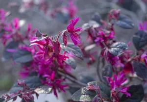 Plum Gorgeous Loropetalum - Loropetalum chinense 'Plum Gorgeous'